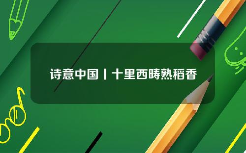 诗意中国丨十里西畴熟稻香